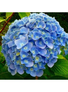 Никко Блю (Nikko Blue)